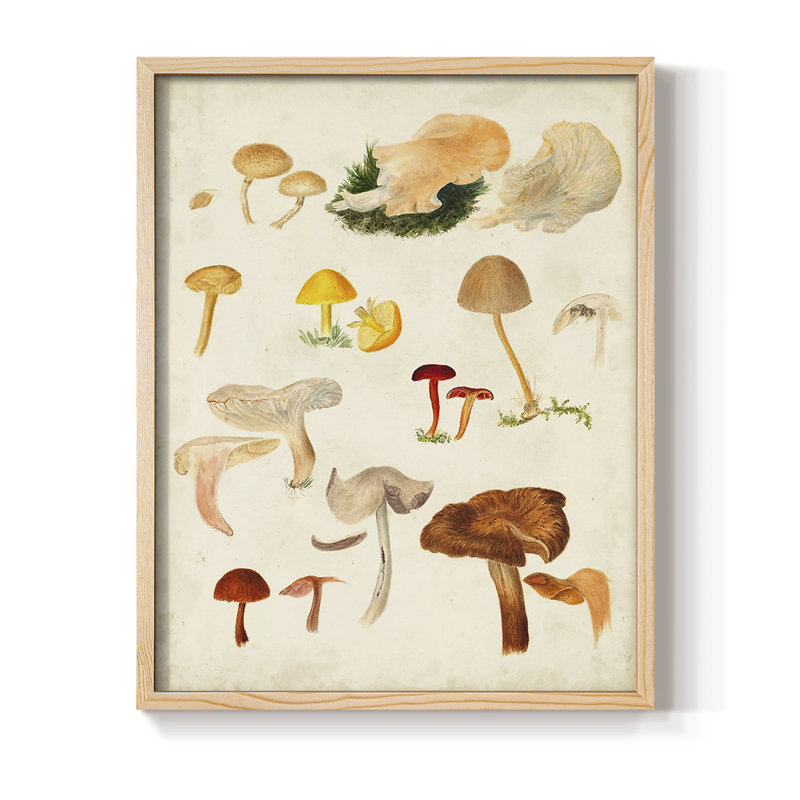 Reproduction encadrée de champignon Mushroom Species, H 15 po x l 12 po