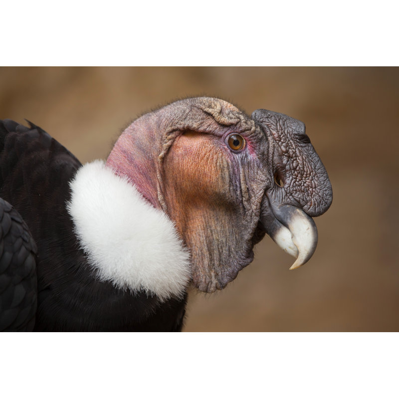 «Andean Condor» par Wrangel - Photographie sur toile tendue, H 8 po x l 12 po