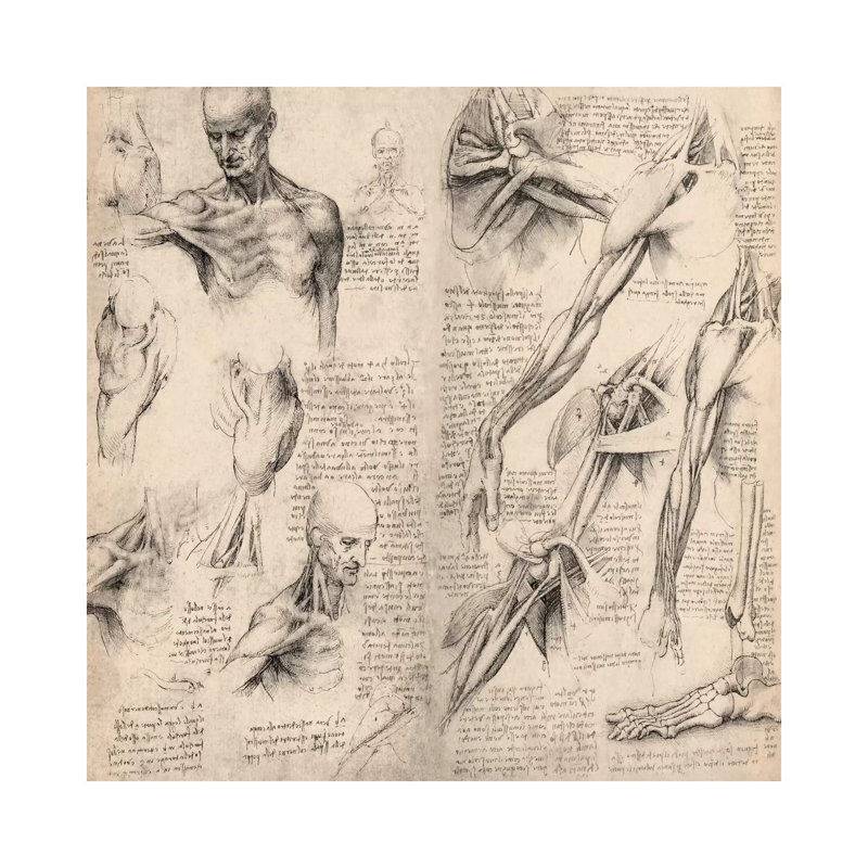 Sketchbook Studies Of Human Body Collage by Leonardo Da Vinci - Wrapped Canvas Print, 93.98 cm H x 93.98 cm W x 1.91 cm D