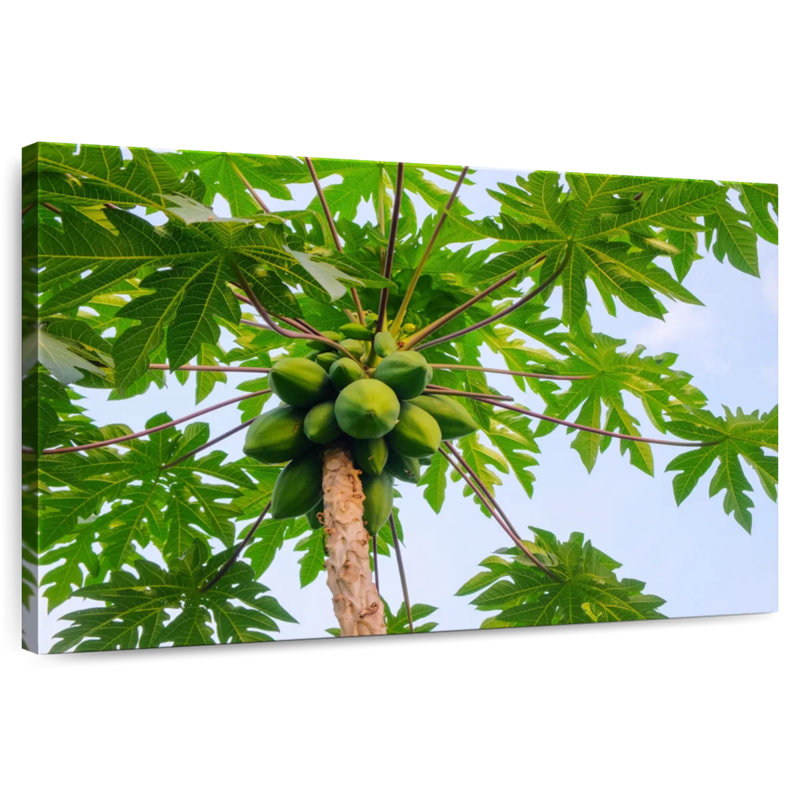 Papaye Harnek, H 30 po x l 45 po