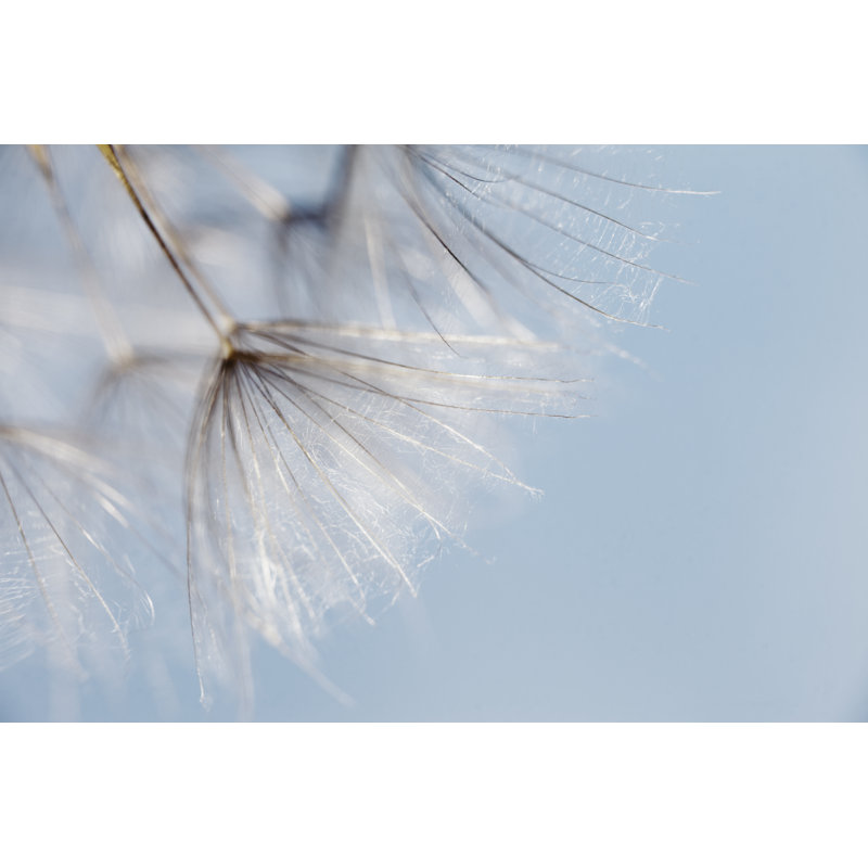 Macro de pissenlit par Mashabuba, H 24 po x l 36 po