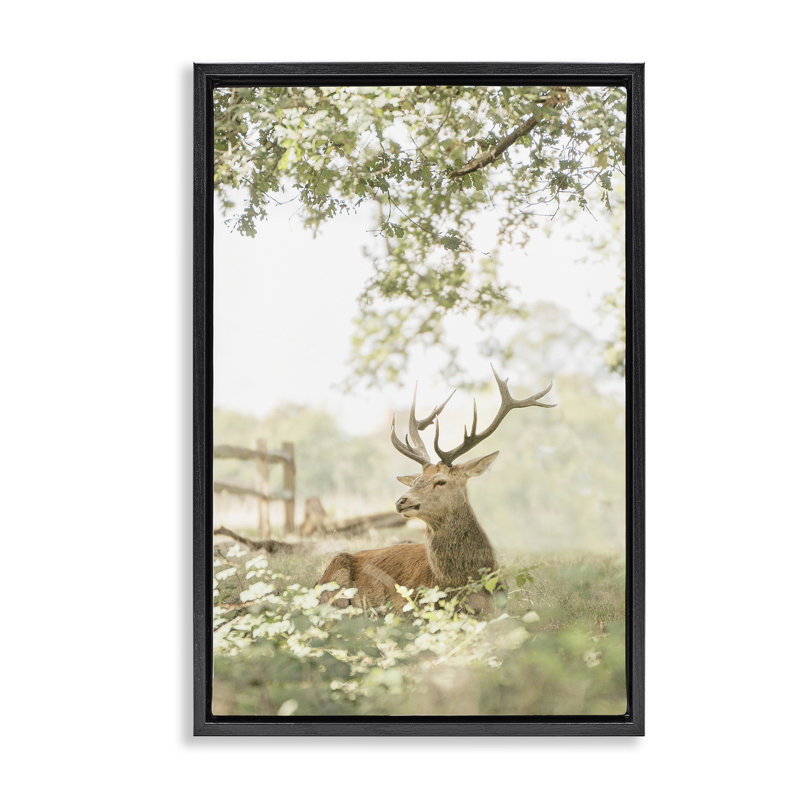 Cadre flottant avec portrait de cerf à queue blanche, design par Leah Straatsma, H 25 po x l 17 po