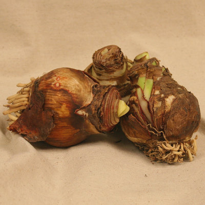 Amaryllis Lion Bulb