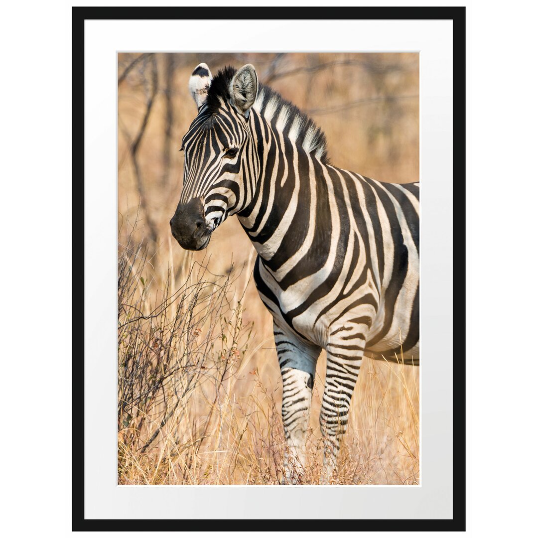 Gerahmtes Poster Einsames Zebra