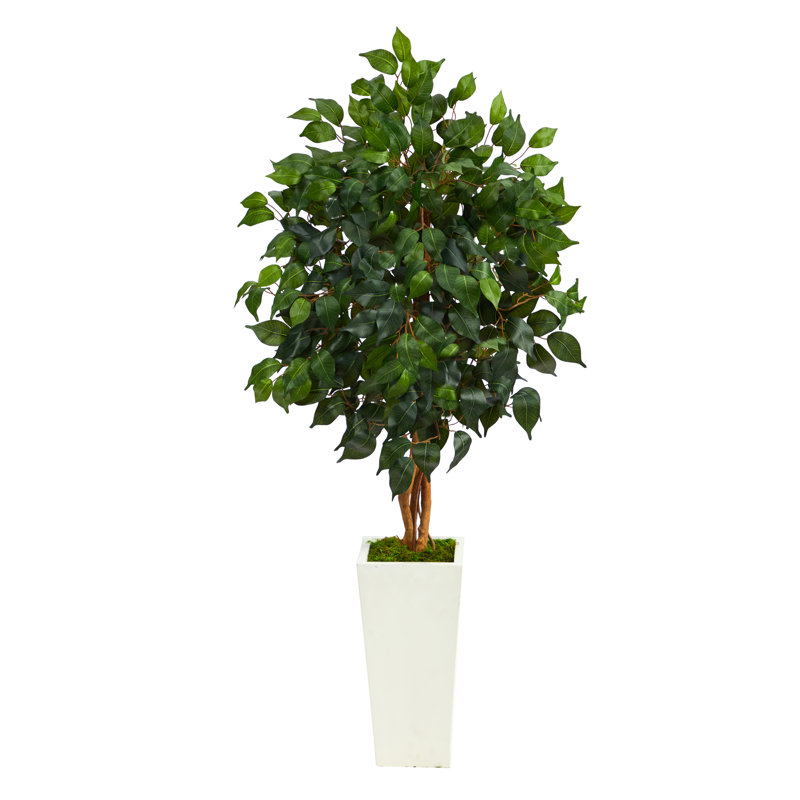 Faux Ficus Tree in Clay Planter, 48" H x 28" W x 26" D, White