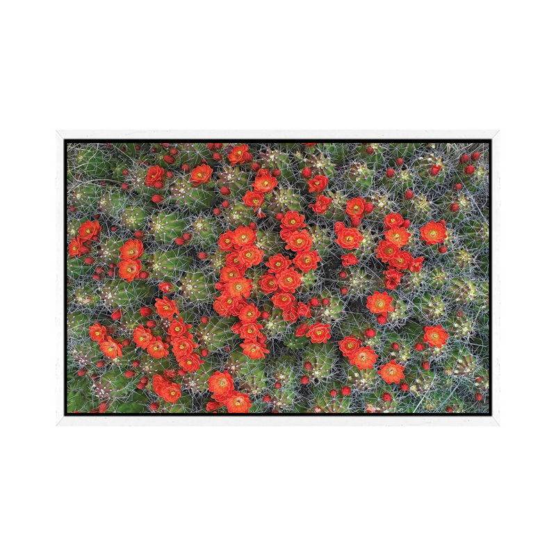 Claret Cup Cactus Detail Of Flowers In Bloom, North America I 1 Piece Wall Art on Canvas, 66.04 cm H x 45.72 cm W