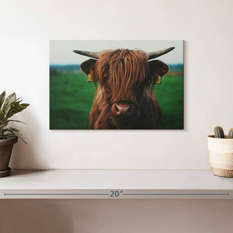 Gros plan sur une vache Brampt Highland, H 8 po x l 12 po