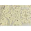 Tapis oriental Oushak Chobi Mute