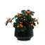 Pot de fleurs en céramique-1719361591
