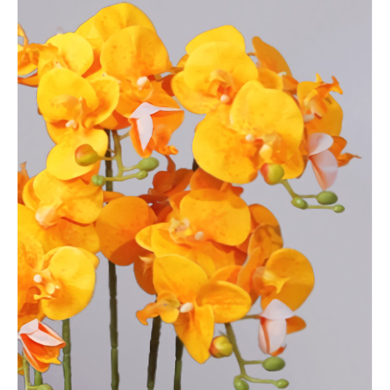 Orchidée papillon