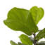 Faux Fiddle Leaf Tree-Faux Fiddle Leaf Tree-9'-1085074898