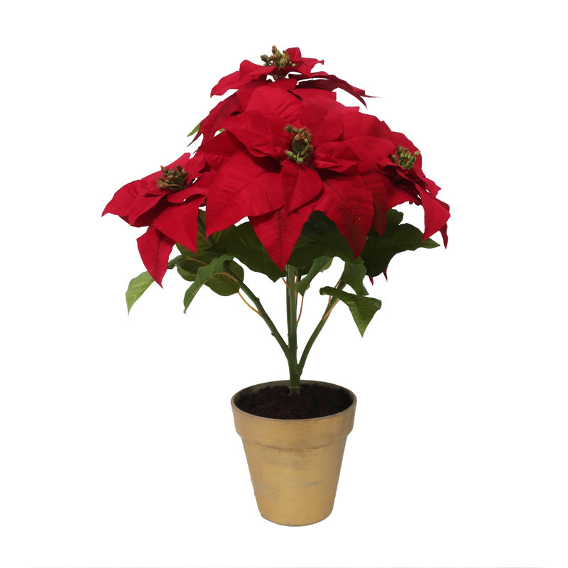 POINSETTIA BRANCH IN POT