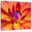 Harnek Blooming Dahlia