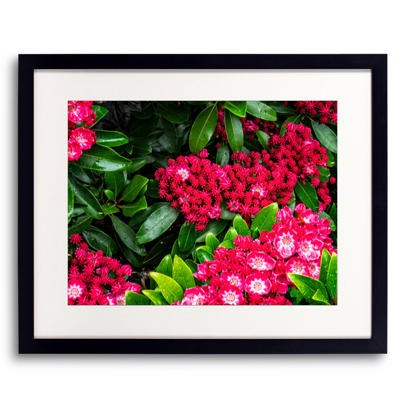 Mountain Laurel_Maine Print by Tom Kostes, 17.25" H x 21.25" W x 0.875" D