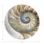 Nautilus Pearl Vegan Leather Round Coasters