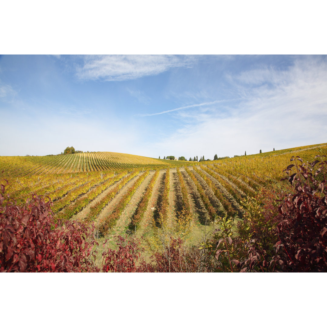 Colorful Vineyards von Rolphus - Druck auf Leinwand ohne Rahmen