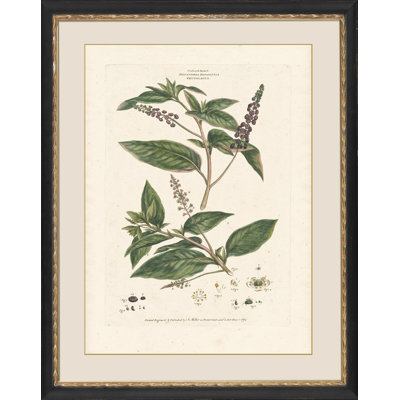 Decandria Monogynia II Print