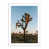 White Maple Picture Framed