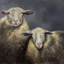 «Sheeps», reproduction sur toile-27974989-101290658