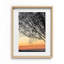 Sunset Tree Print by Joseph Regan-66910858-66910862