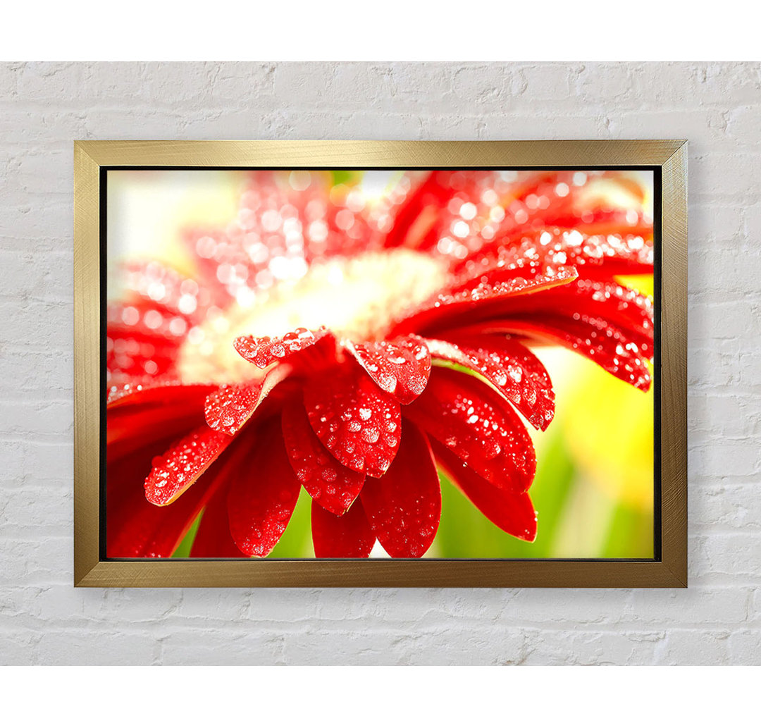 Amazing Red Flower - Einzelner Bilderrahmen Kunstdrucke