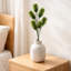 45 Plant-127681141