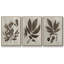 Arbor Speciment IV - ensemble de 3 reproductions de photos sur toile-97757447-97757445