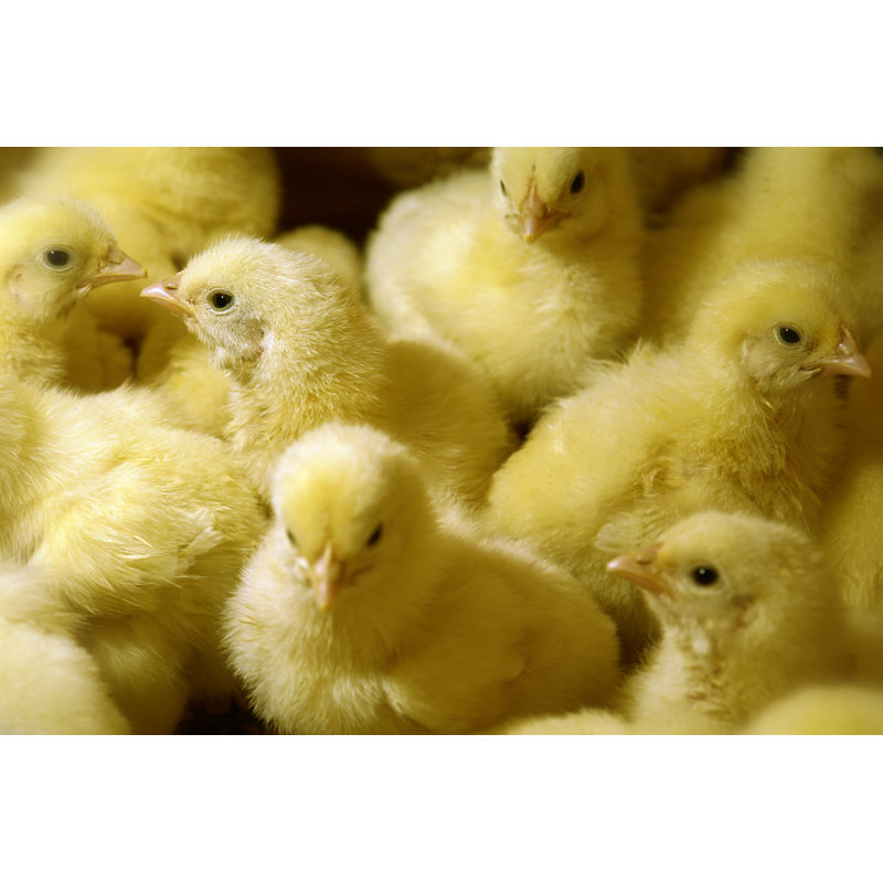 Chicken by Predrage, 32" H x 48" W