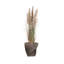 Plante de 69,5 po