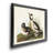 " Buffel Headed Duck "-2096719438-2096719437
