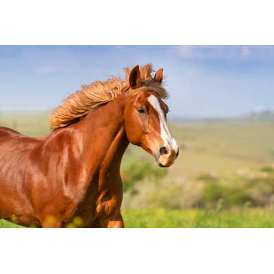 «Beautiful Horse» par Callipso - Photographie sur toile tendue