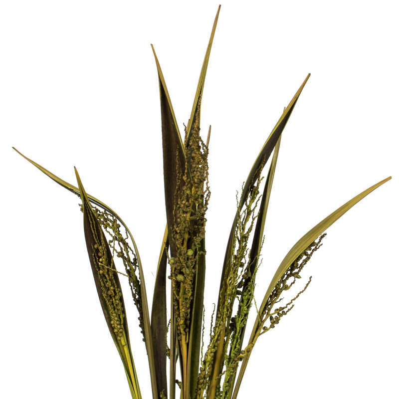 Bahia Spears Plant, Basil