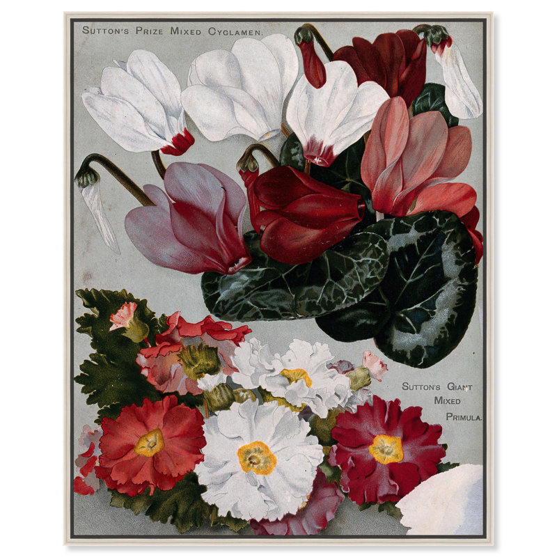 «Cyclamens» par Art Remedy, H 21 po x l 17 po, Cadre flottant, Noir