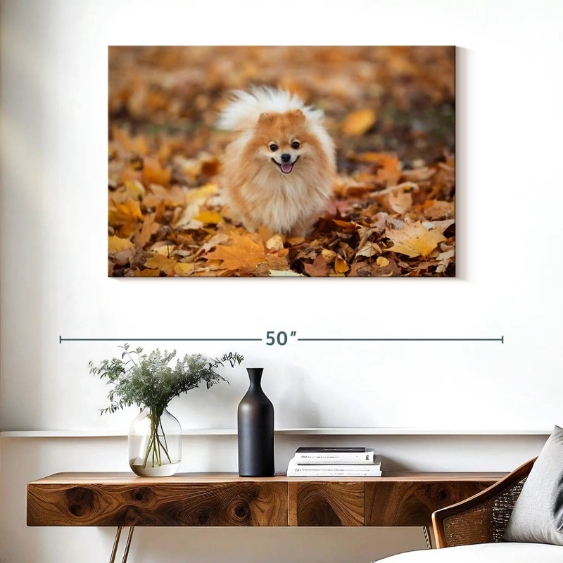 Spitz allemand Brampt sur une promenade d'automne, H 26 po x l 39 po