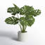 Plante en pot 21 "Evergreen-1974458980