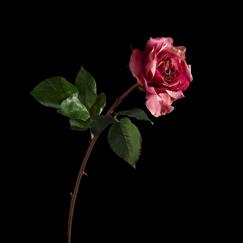 Dutches Open Roses Sprays