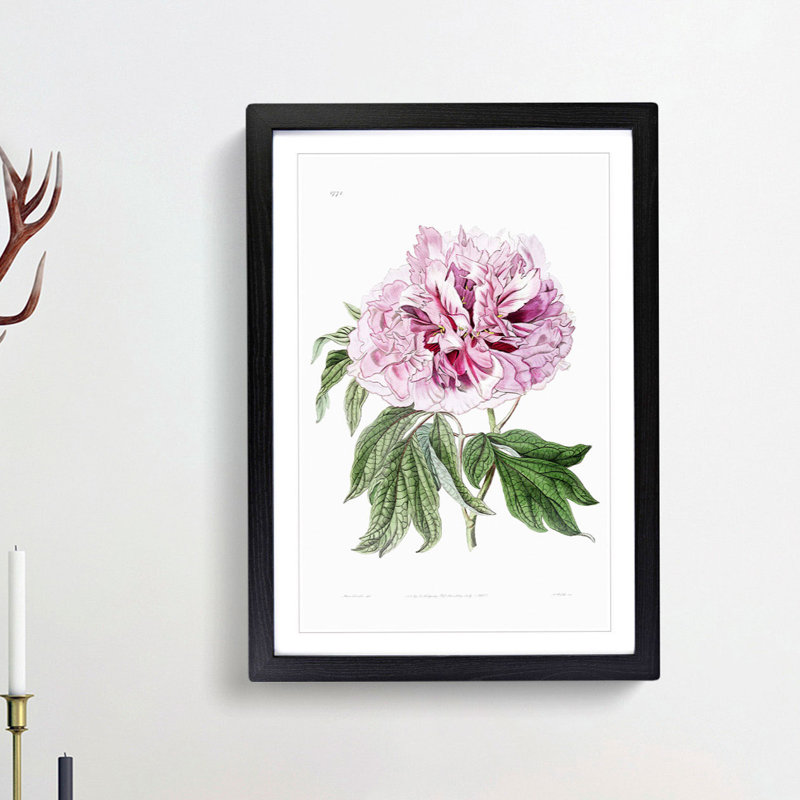 Pink Tree Peony Flower - Picture Frame Painting Print, Black Framed, 65cm H x 48cm W x 2cm D