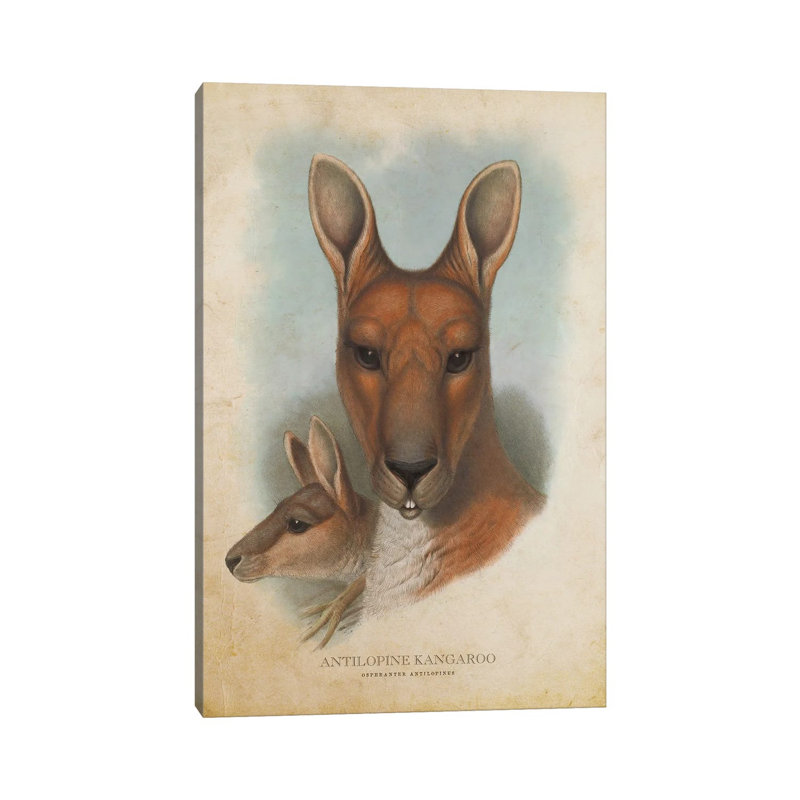 Vintage Antilopine Kangaroo 1 Piece Wall Art on Canvas, 101.6cm H x 66.04cm W