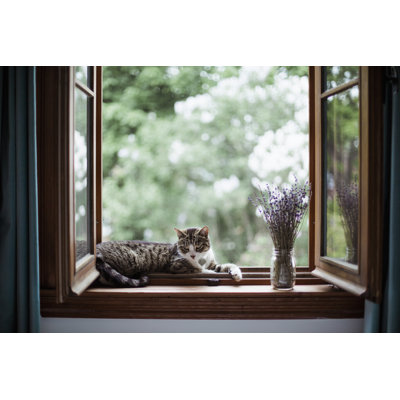 A Cat Lying Down By A Window by Linda Raymond - No Frame Print on Canvas