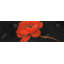 Fleur de pétale rouge - reproduction matte encadrée pour le décor de la chambre à coucher