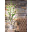 60'' Faux Ficus Tree in Cement Pot
