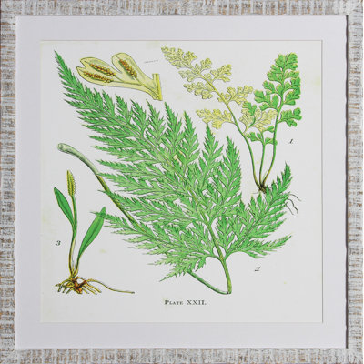 Brilliant Fern V Print