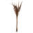 36" Bahia Spears with Seeds, Dried-388033223