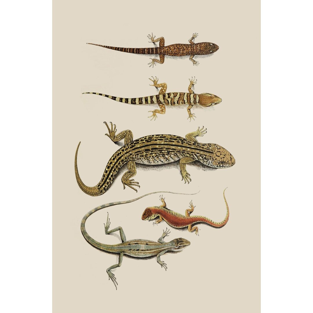 Leinwandbild Antique Lizards III