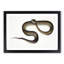 Blue Spotted Snake Illustration by John Edward Gray - Picture Frame Graphic Art Print-55544186-55544188