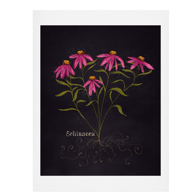 « herb jardin echinacea », impression, H 24 po x l 18 po x P 0,13 po