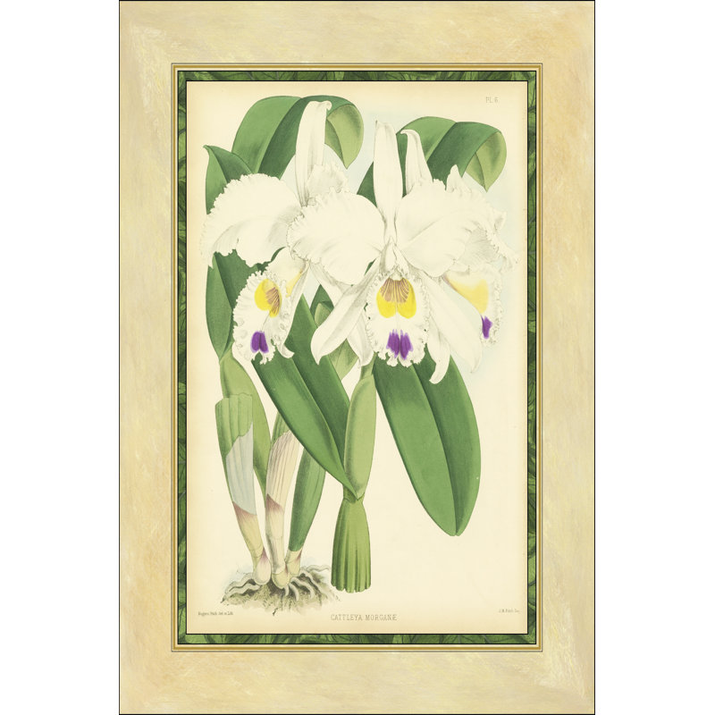 Fitch Orchid III by J. N. Fitch - Wrapped Canvas Painting, 46cm H x 30cm W