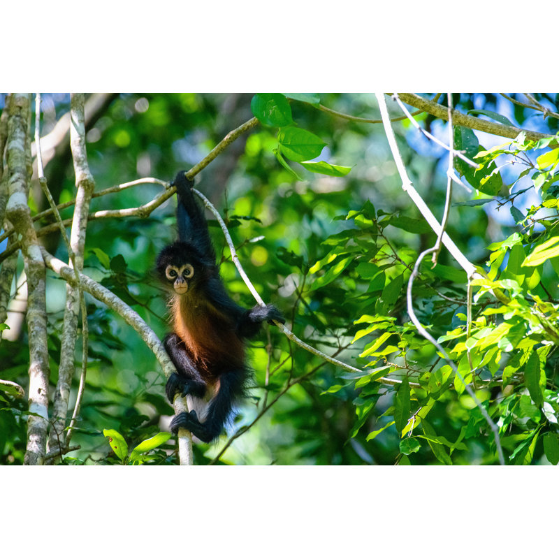 Geoffroy's Spider Monkey by Dave Hamilton - Wrapped Canvas Print, 30cm H x 46cm W