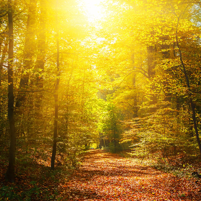 Forêt d'automne - Photographie sur toile tendue, H 12 po x l 12 po x P 1 po