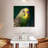 Crowle Budgie Close Up